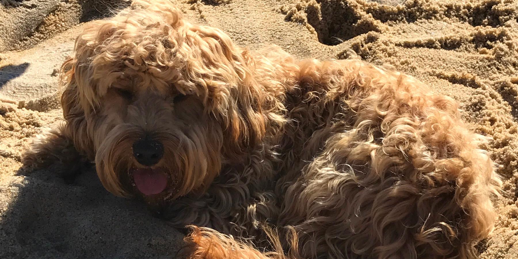 We’re Giving A Round Of APaws To These DogFriendly Adventures! Visit Mornington Peninsula